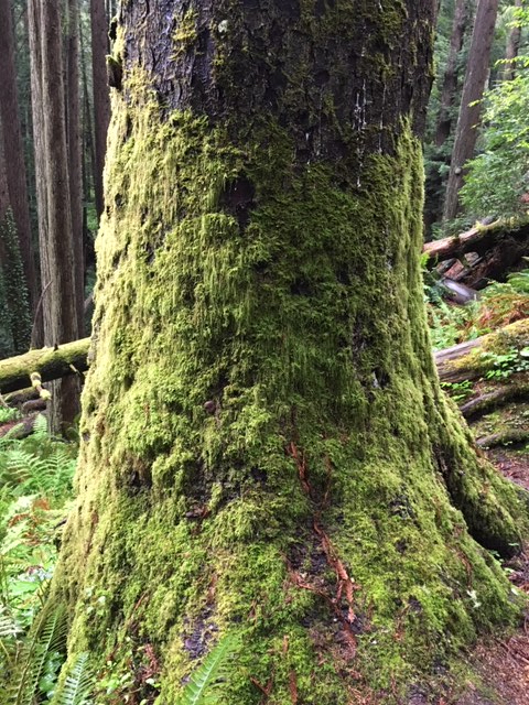Sitka Spruce PNW Rainforests - Reese Halter.jpg