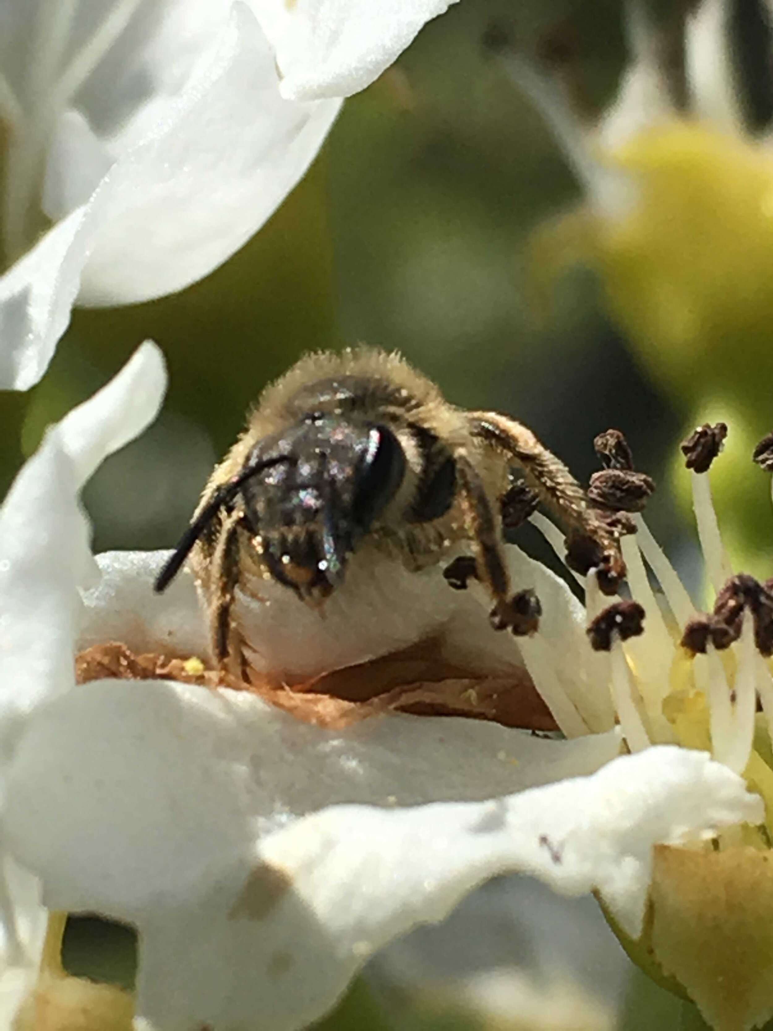 Napping Honeybee - Reese Halter.jpg