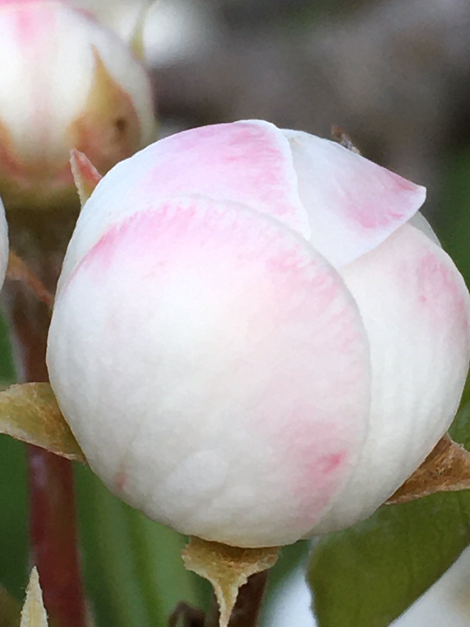 Apple Blossom - Reese Halter.jpg