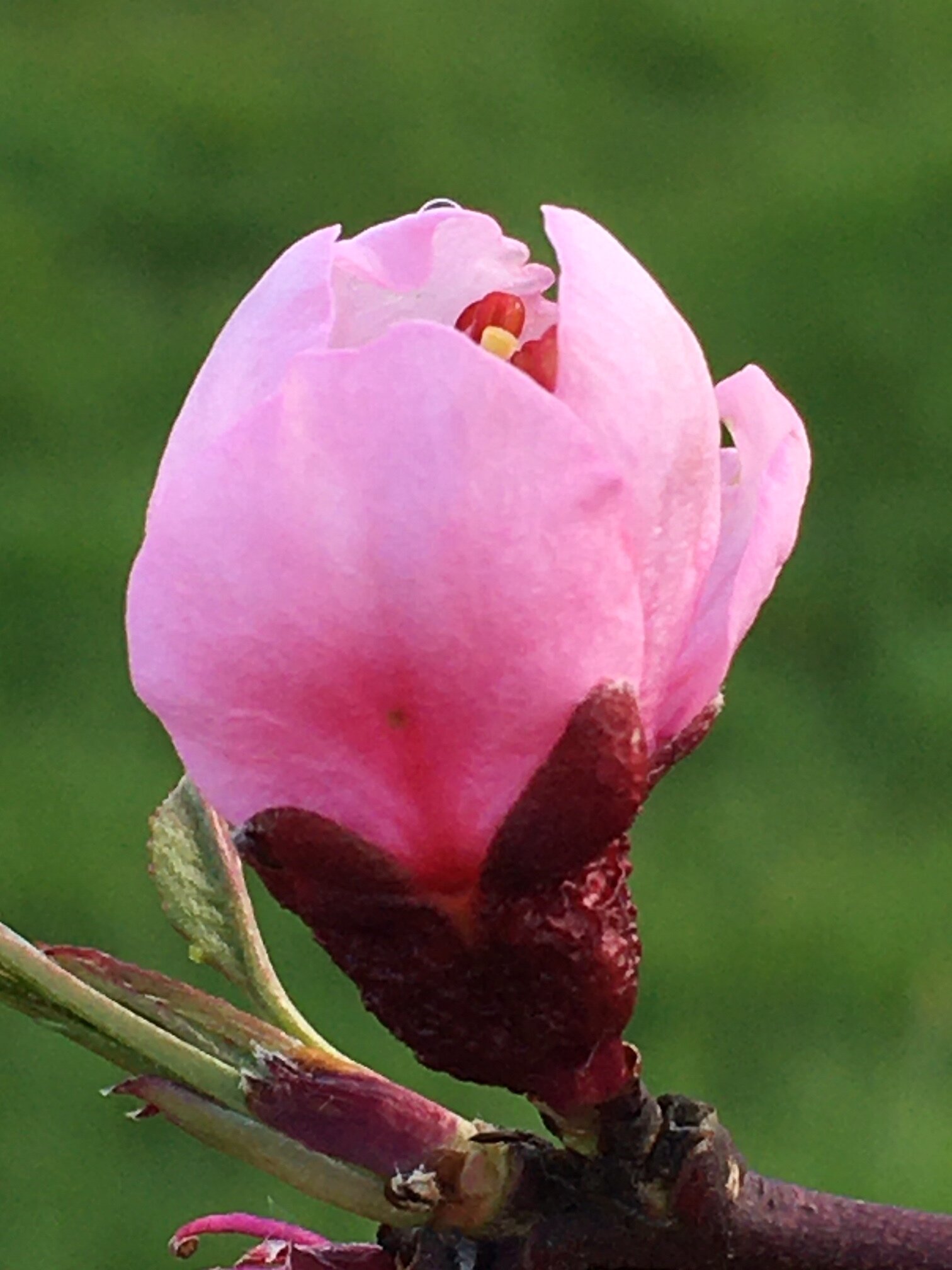 Plum Blossom - Reese Halter.jpg