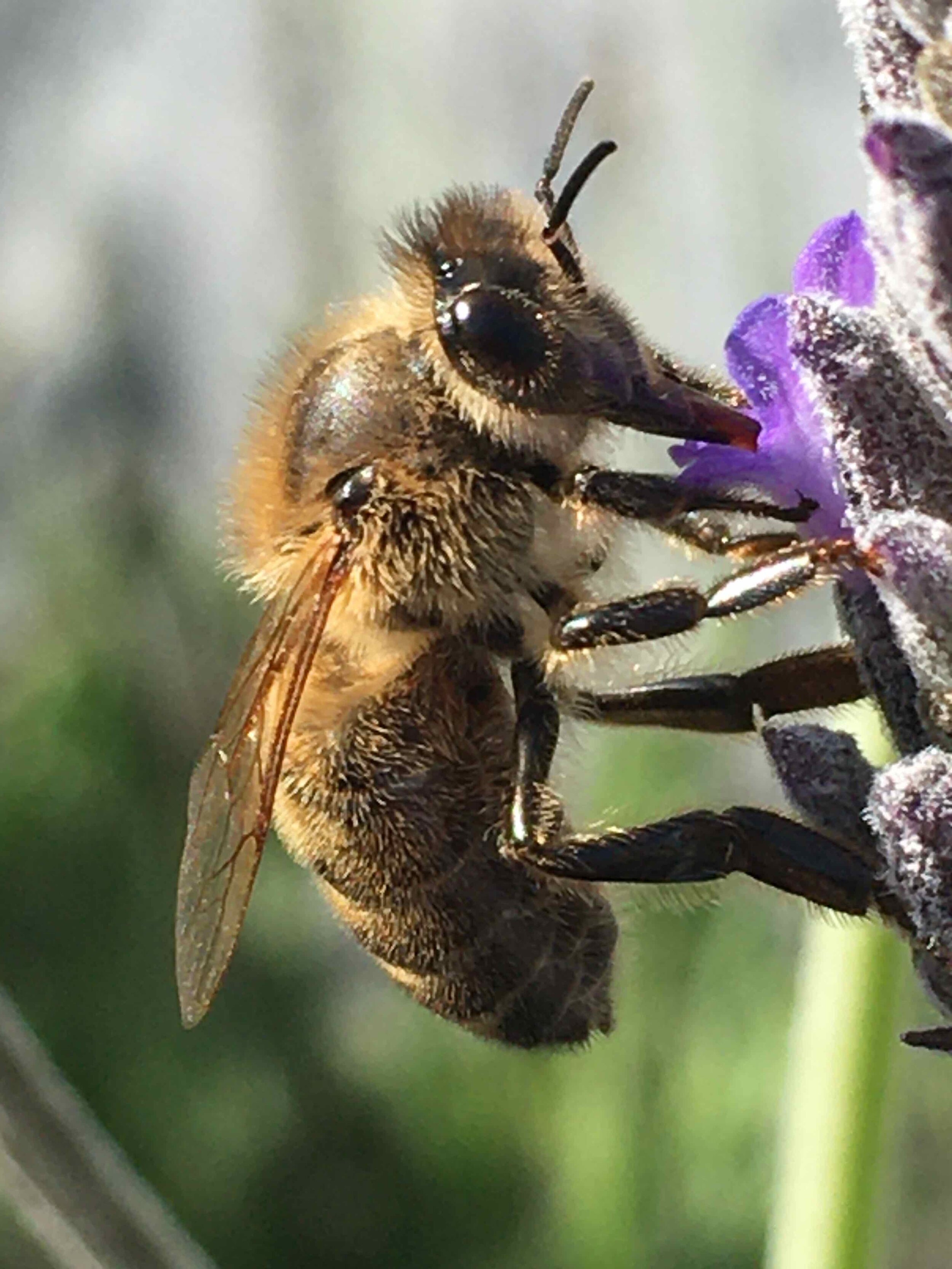 Honeybee golden - Reese Halter.jpg