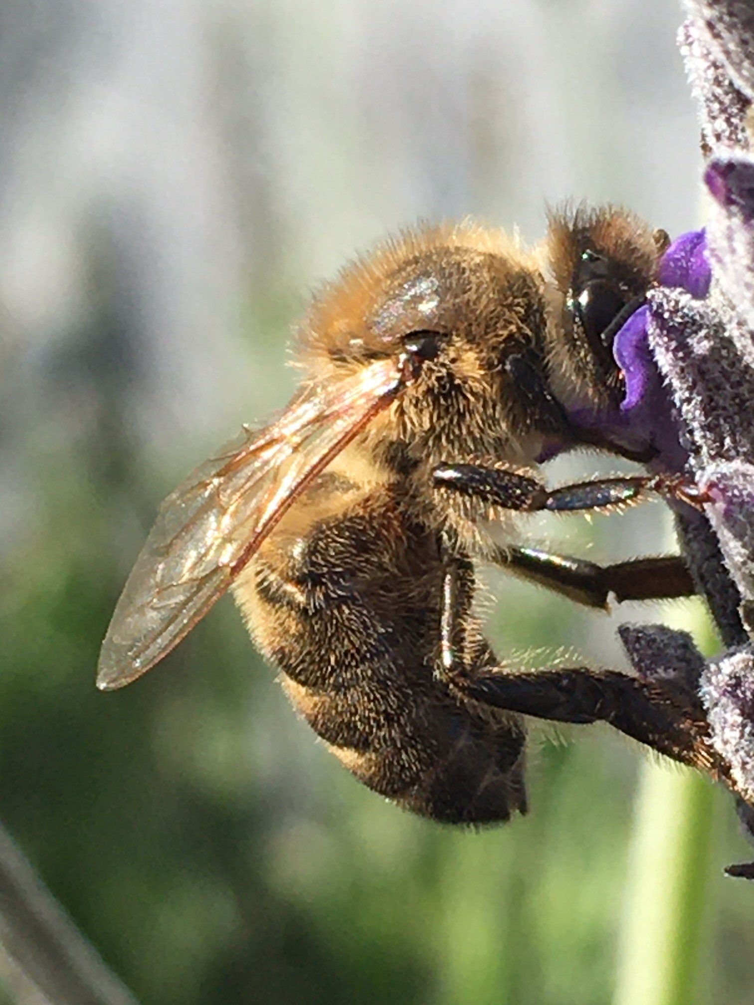 Honeybee nectar - Reese Halter.jpg