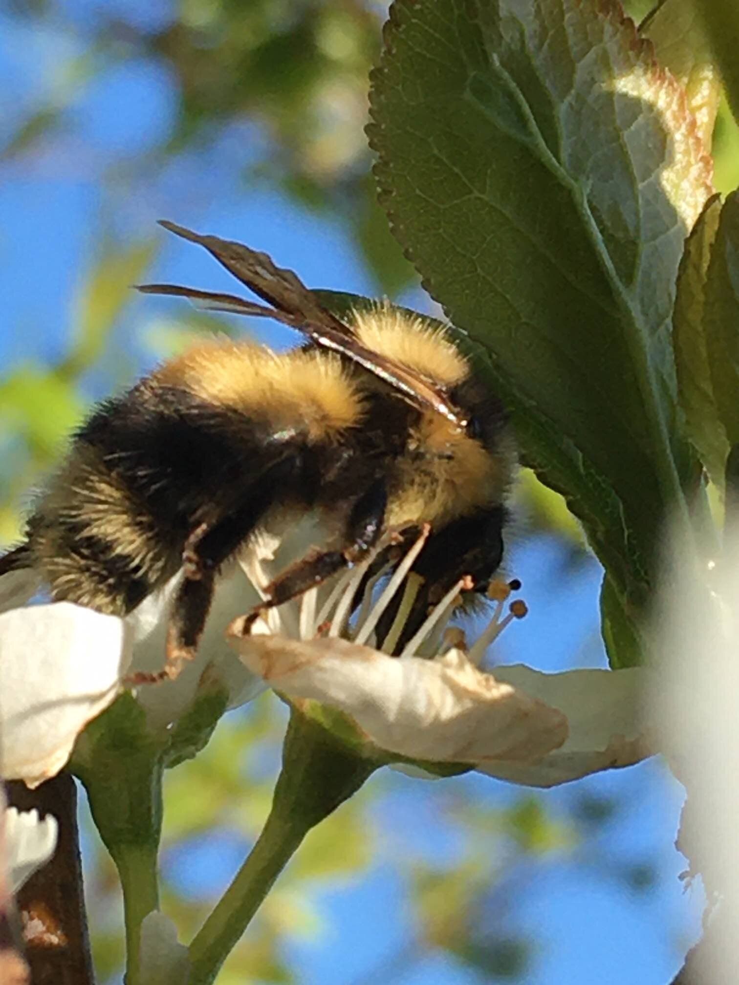 Yellow-faced Bumblebee - Reese Halter.jpg