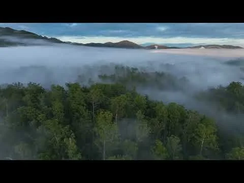 Reese Halter -- Protect Native Forests