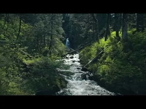 Reese Halter - Freshwater is King, Protect Native Forests