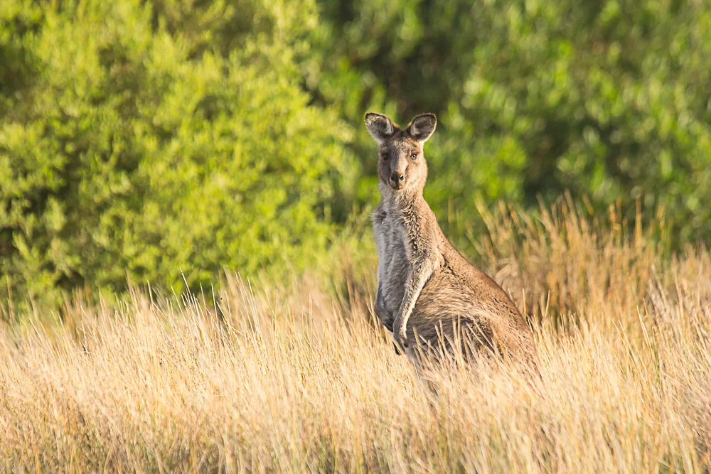 Kangaroo Dreaming page banner.jpg