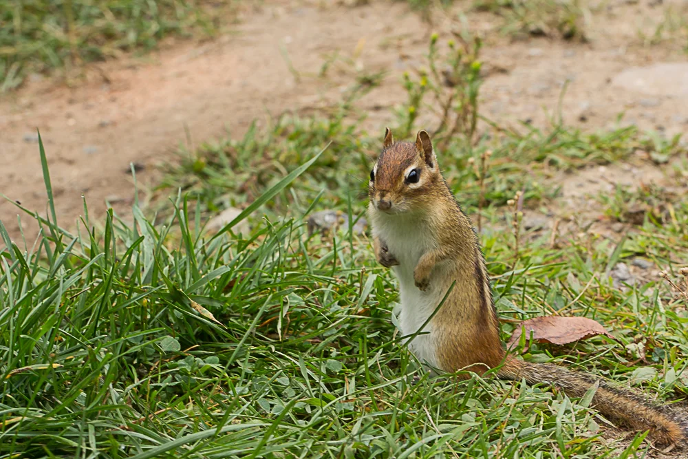 Wild Life page banner.jpg