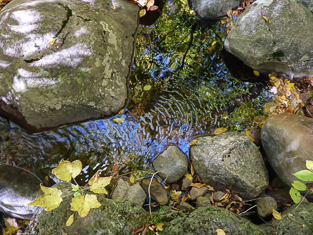 Forest bathing 5.jpg