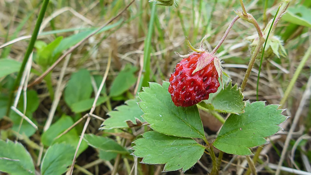 It's wild strawberry season again.