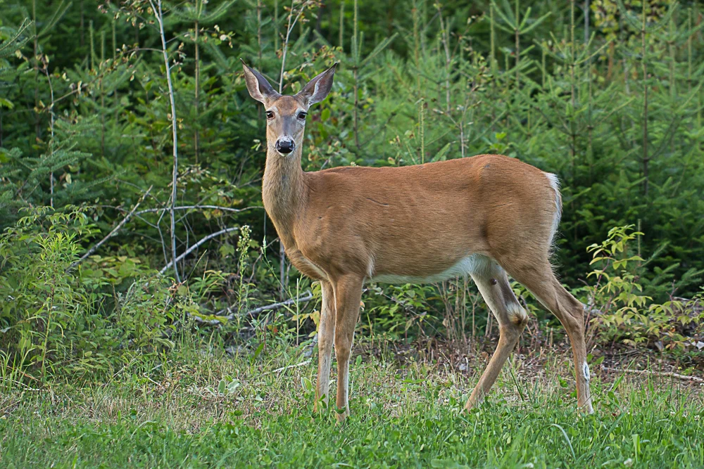 Who made the whitetail? — Ed Kanze, Naturalist and Adirondack Guide