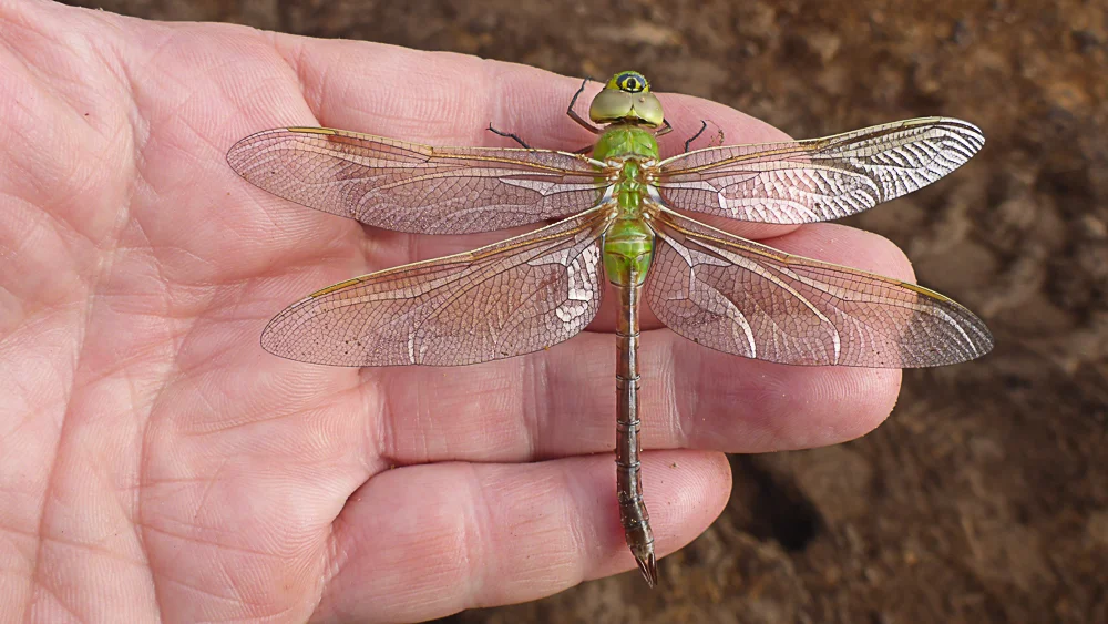 Green darner 2.jpg