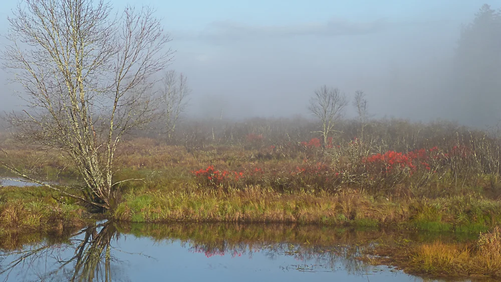 Fall scene with winterberries.jpg