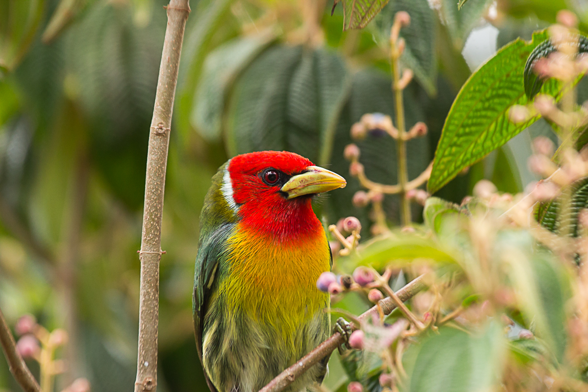 Red-headed barbet.jpg