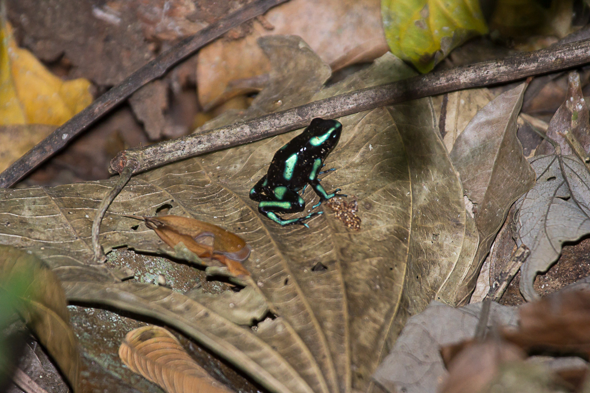 Green poison dart frog.jpg
