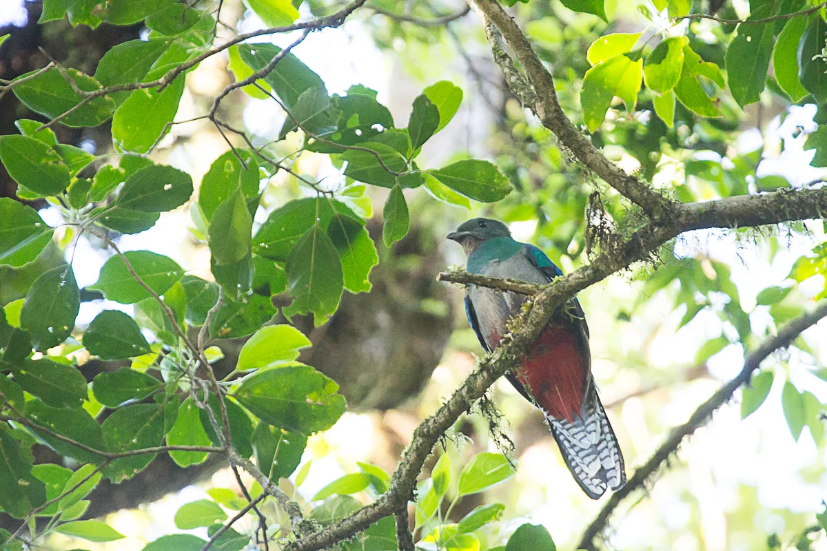 Female quetzal.jpg