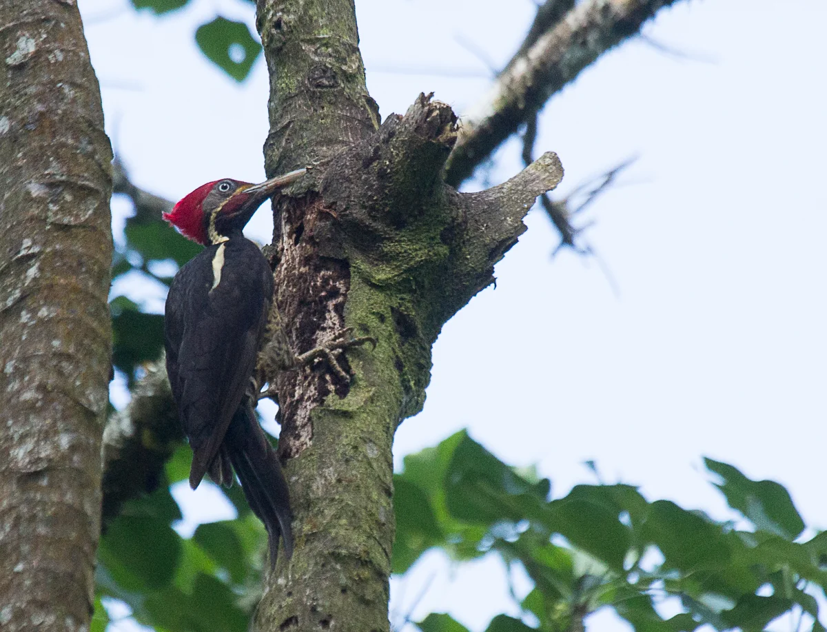 Lineated woodpecker.jpg
