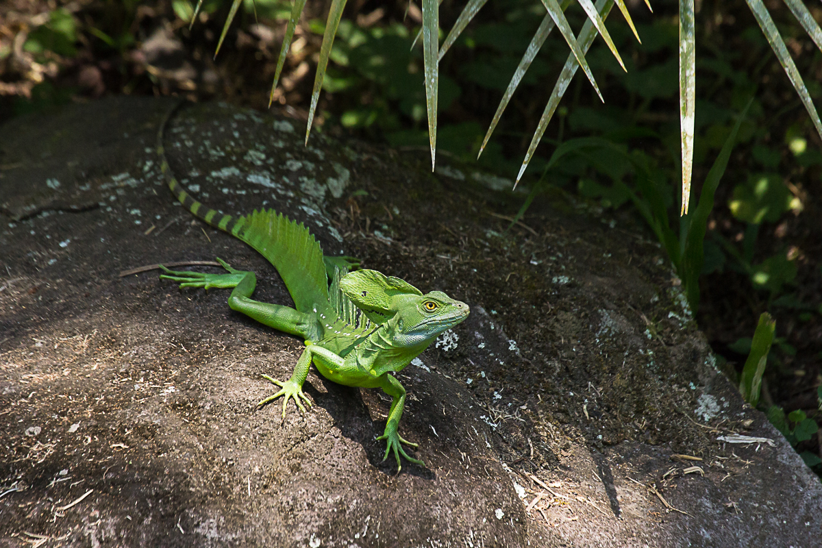 Green basilisk.jpg