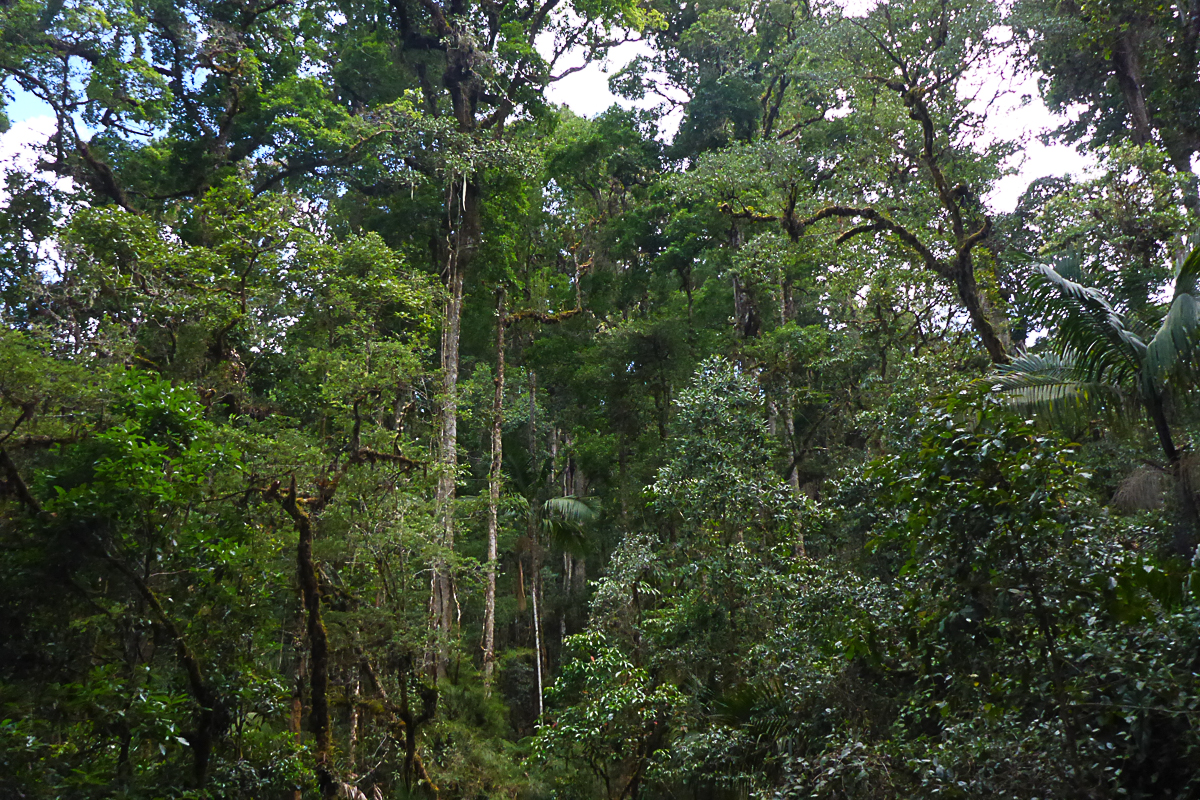 forest at Savegre.jpg