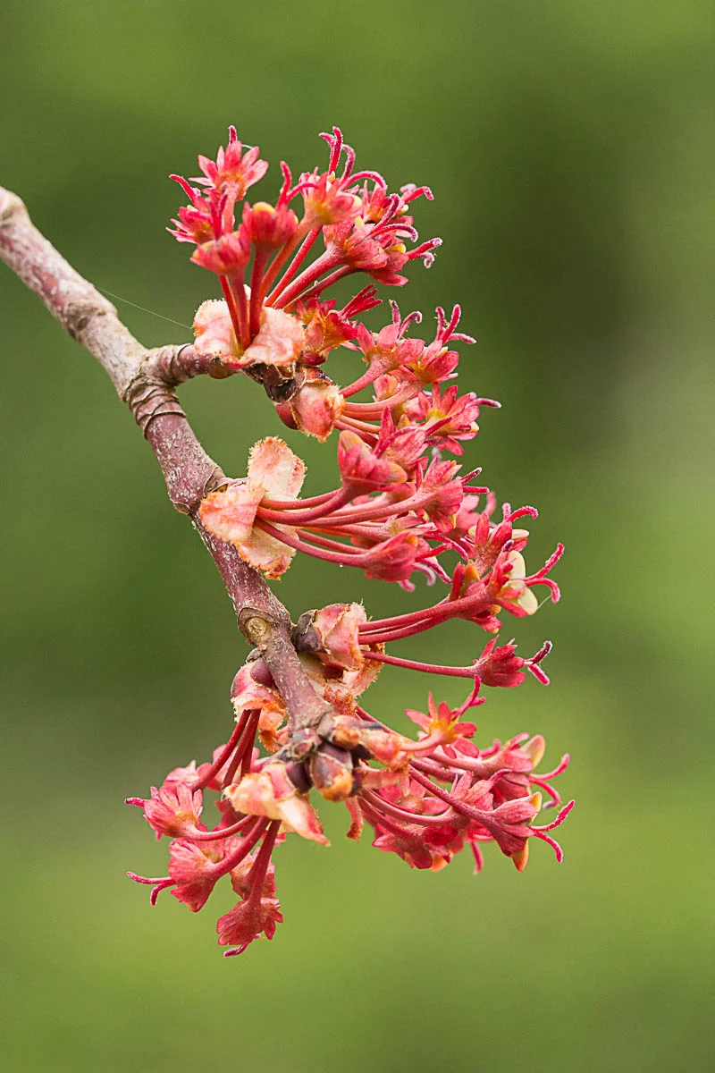Red maple female 1.jpg
