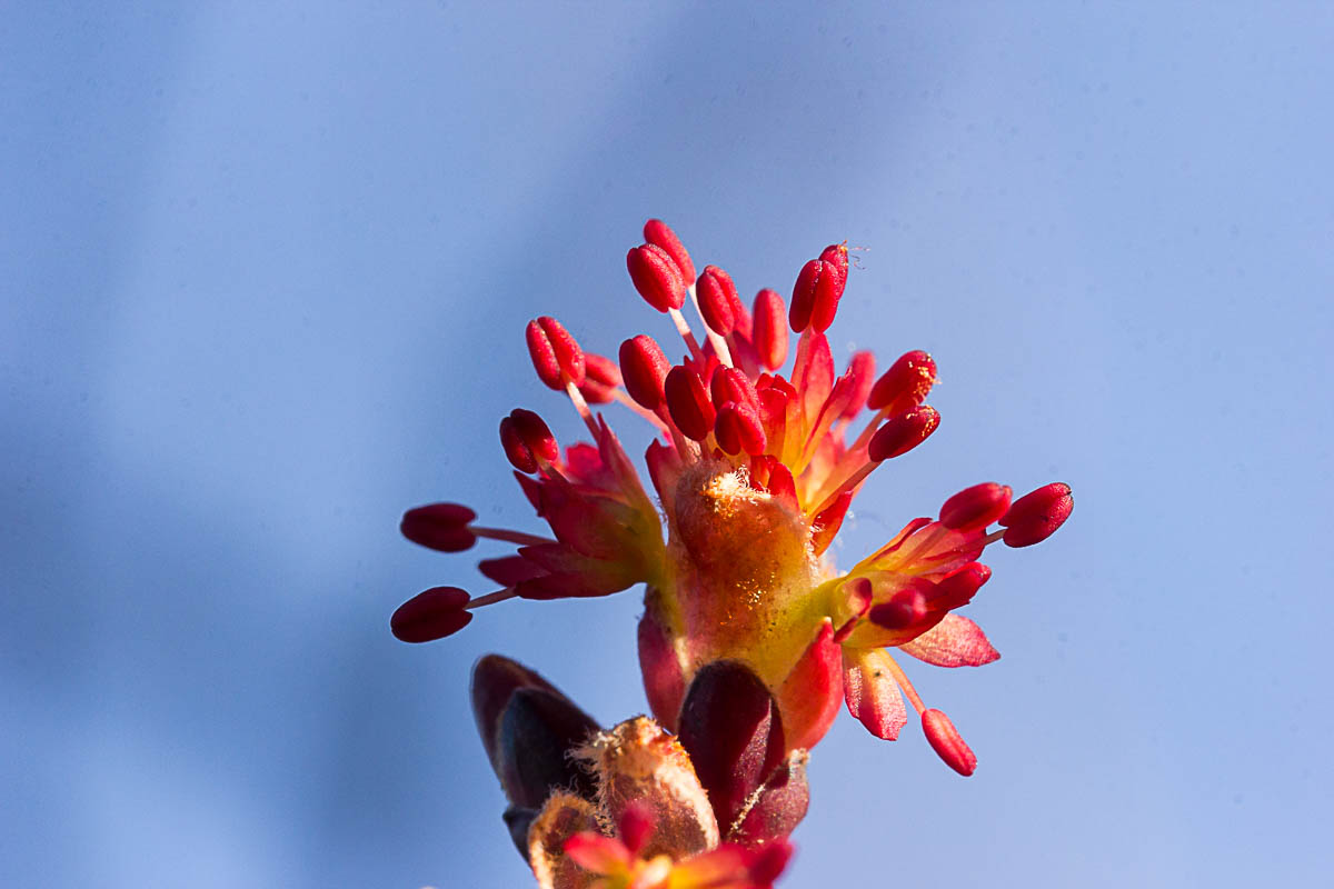 Red maple male_.jpg