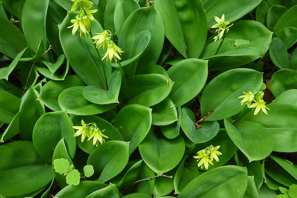 Clintonia group.jpg