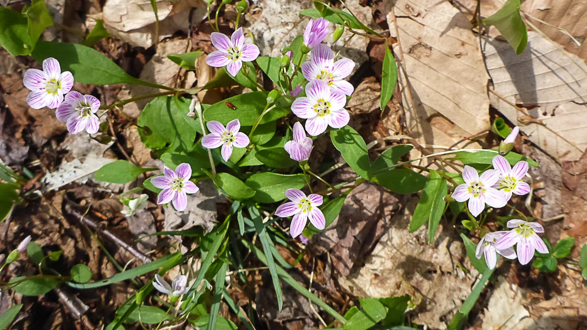 Carolina spring beauty, Claytonia caroliniana