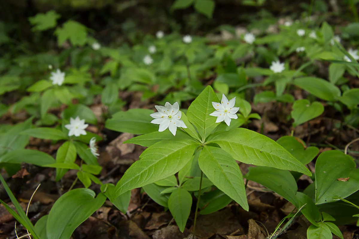 Starflower, Trientalis borealis