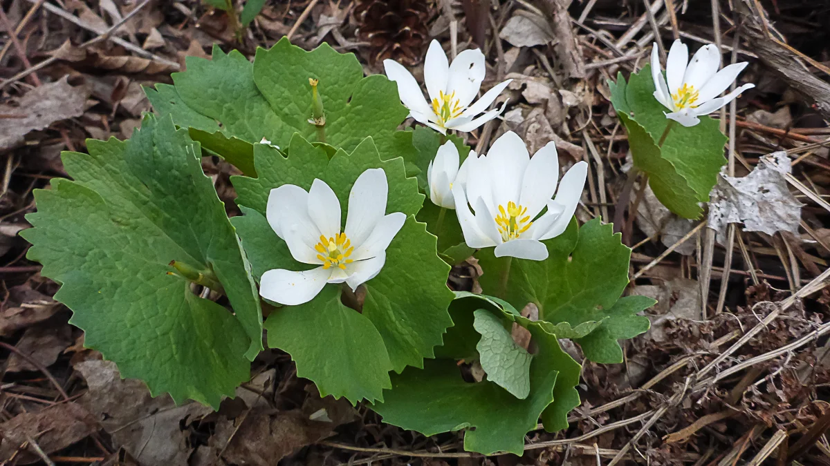 Bloodroot, Sanguinaria canadensis
