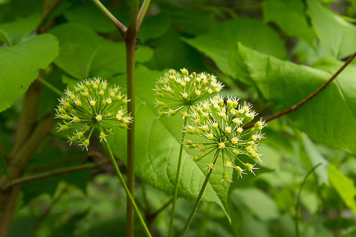 Wild sarsaparilla, Aralia nudicaulis