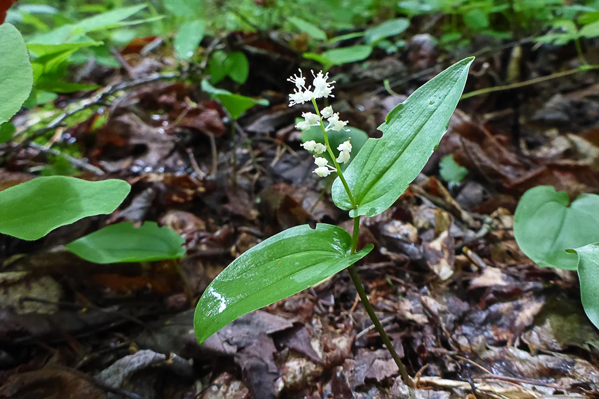 Canada mayflower, Maianthemum canadense , also known as "wild lily-of-the-valley"