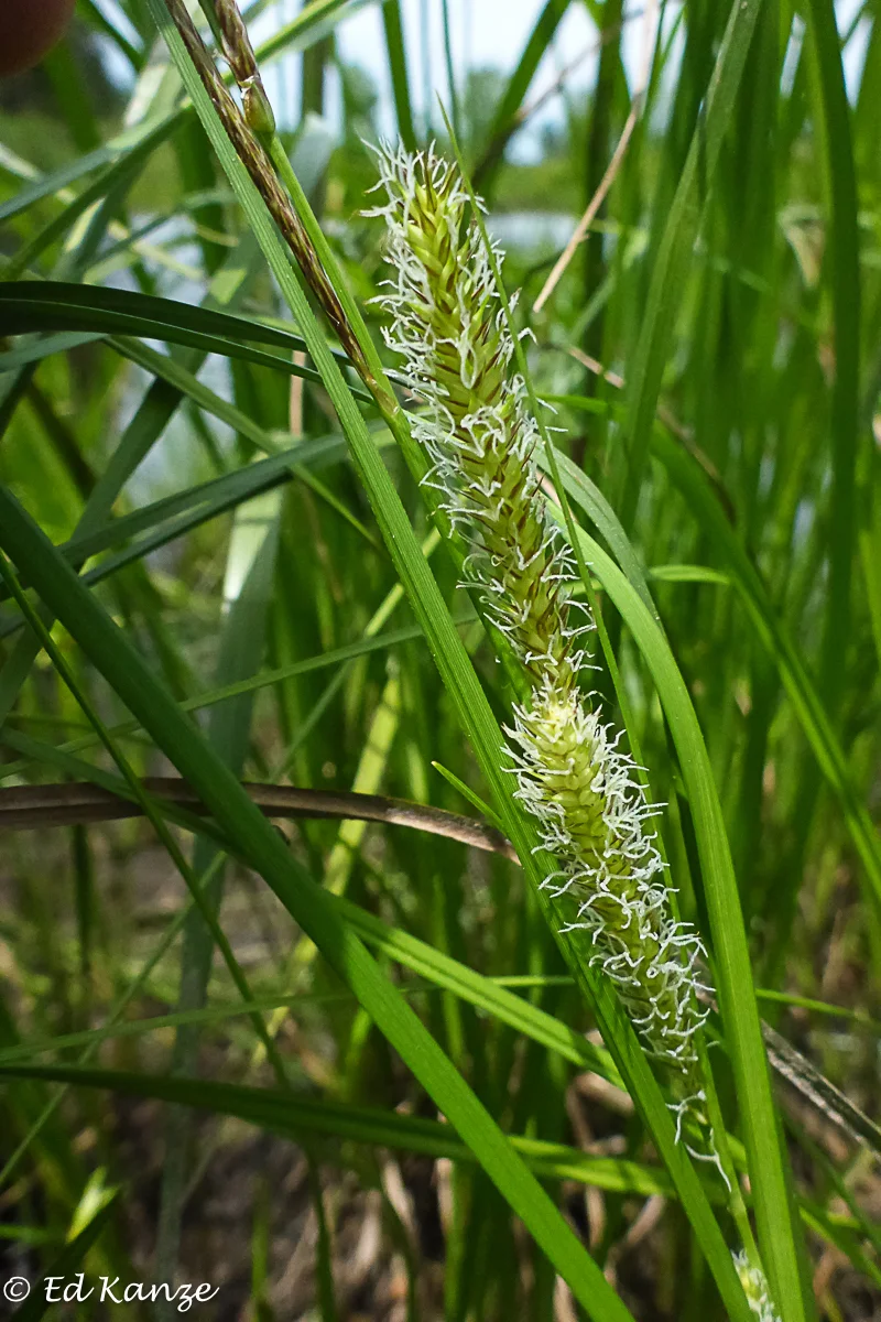 A beautiful sedge in bloom. Can any Carex expert out there help me with identification?