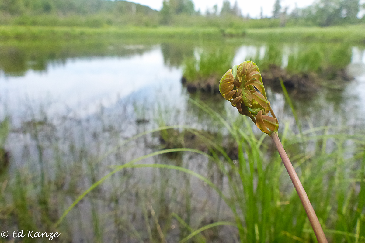 A fiddlehead of royal fern, unfolding at the edge of marsh and pond.