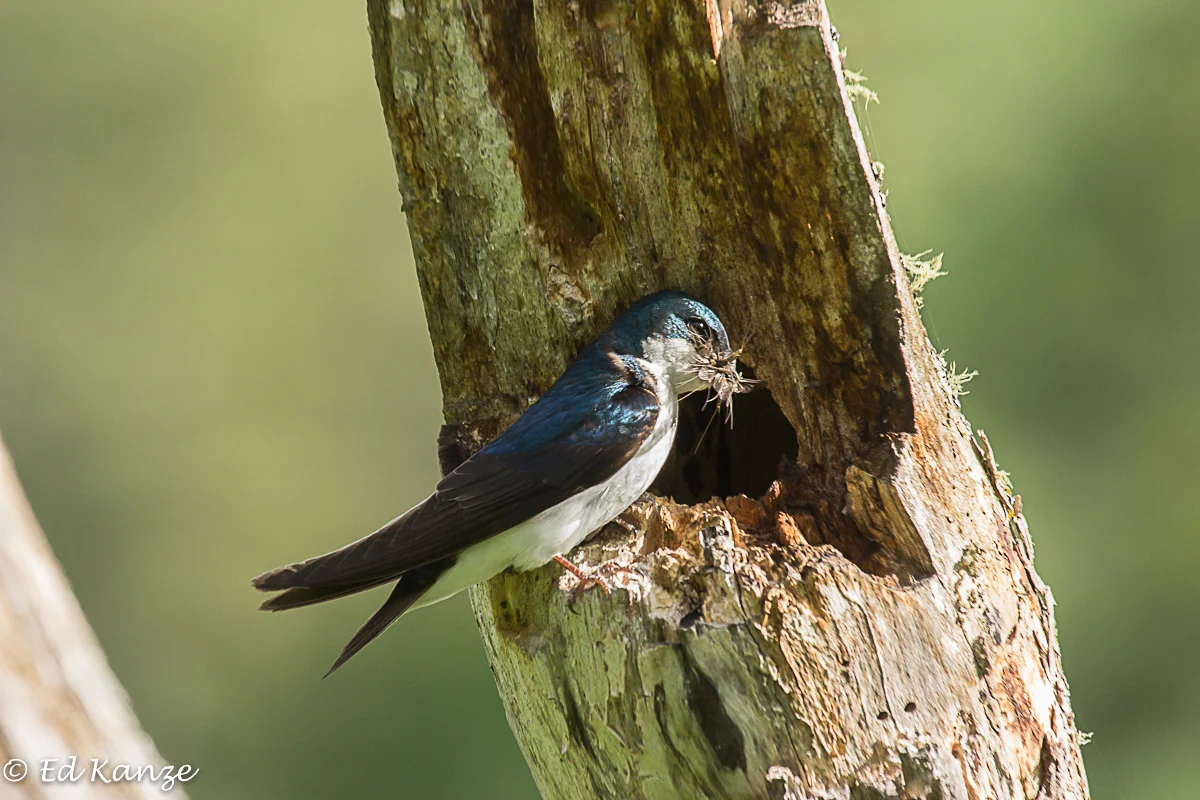 A few days after Father's Day, Papa Tree Swallow arrives at the nest with a mouth crammed full of mayflies.