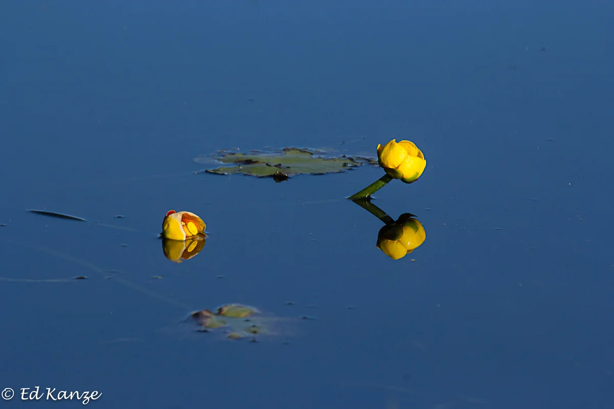 Yellow water-lilies in bloom, their stems rising out of the pond's mucky bottom.