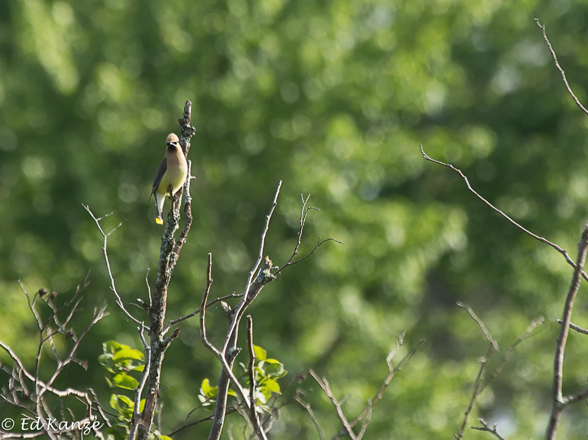 Cedar waxwings kept busy in and around nearby shrubs and trees, snatching insects from the air before shooting off to gather wild strawberries for dessert. 
