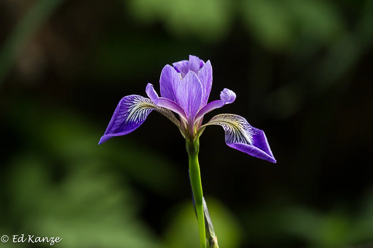 A wild blue flag, an iris, blooming at the edge of the marsh.