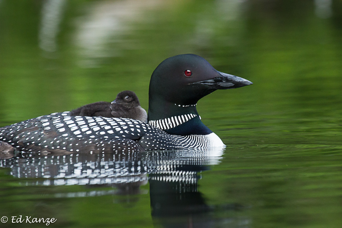 Loon and passenger 1.jpg