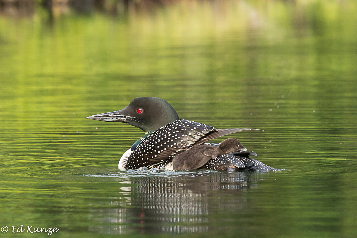 Loon and passenger climbing up.jpg
