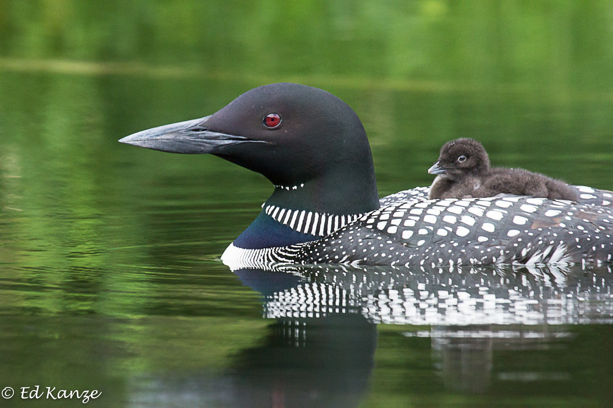 Loon and passenger 3.jpg