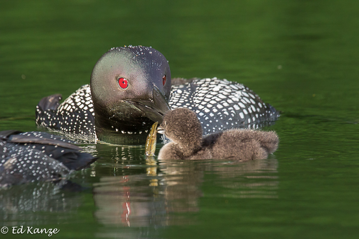 Loon feeding chick.jpg