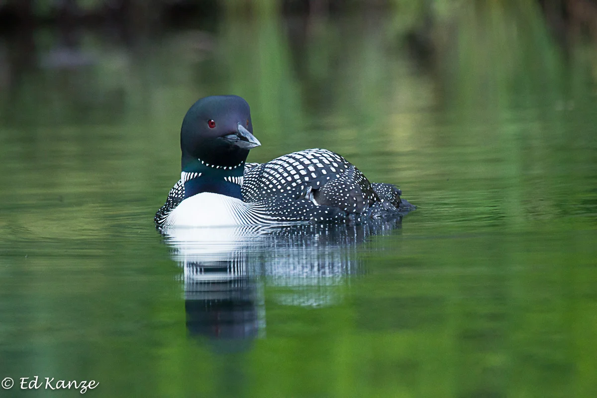 Loon portrait 2.jpg