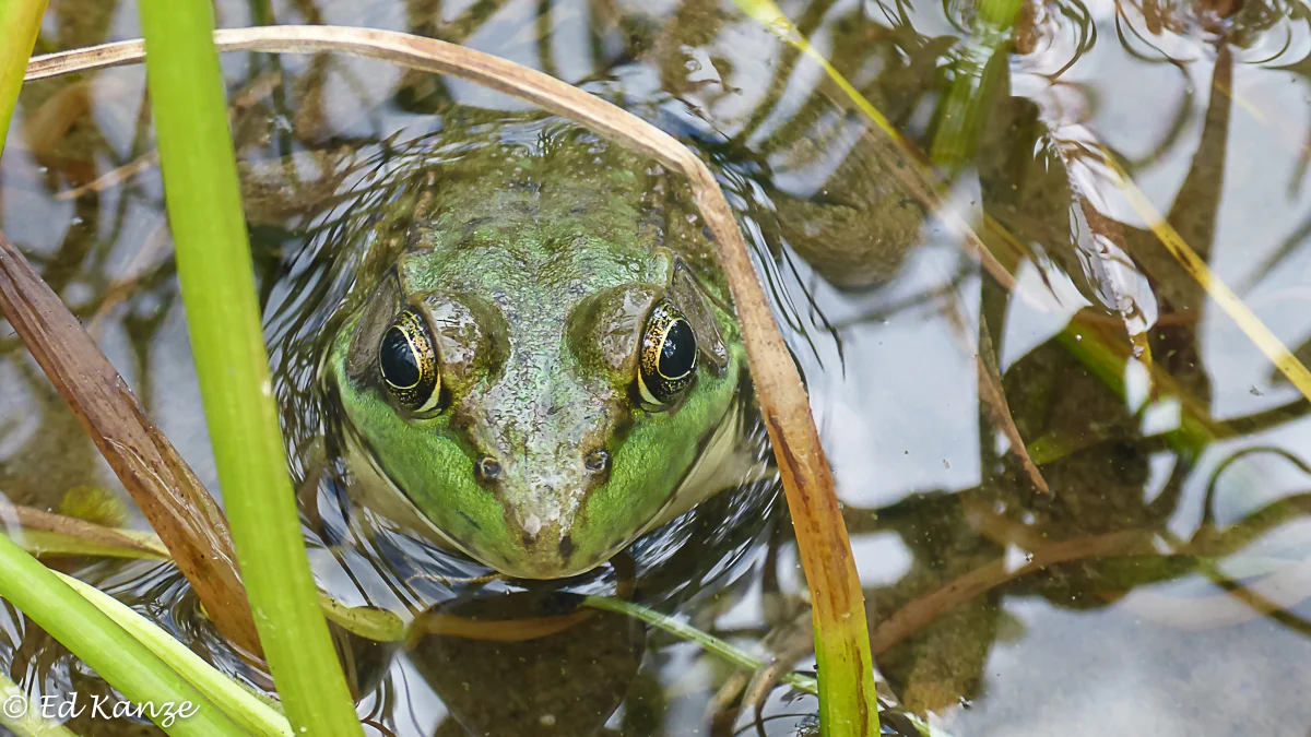 Green frog 3 with signature.jpg