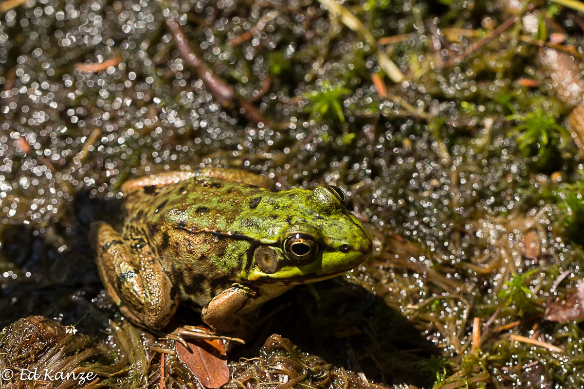 Green frog 2 with signature.jpg