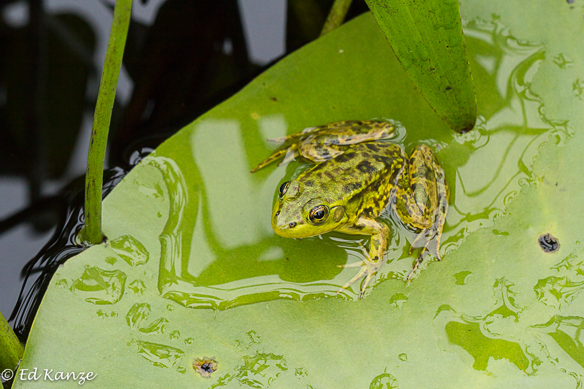 Mink frog with signature.jpg