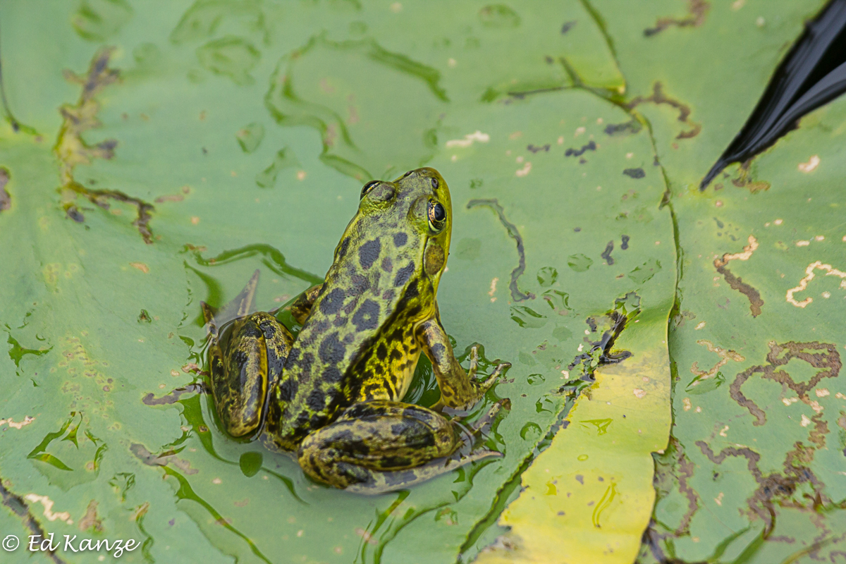 Mink frog 2 with signature.jpg