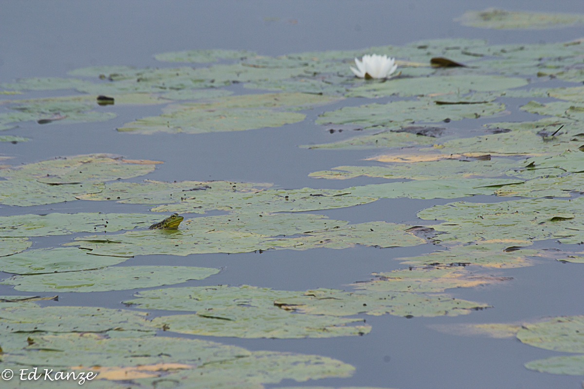 Mink frog 3 with signature.jpg