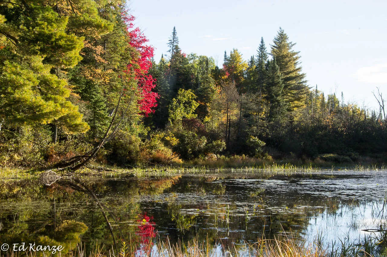 Red maple wide view 3.jpg