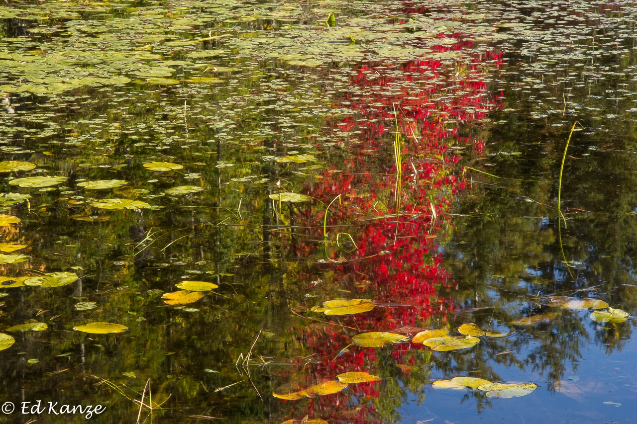 Red maple reflected.jpg