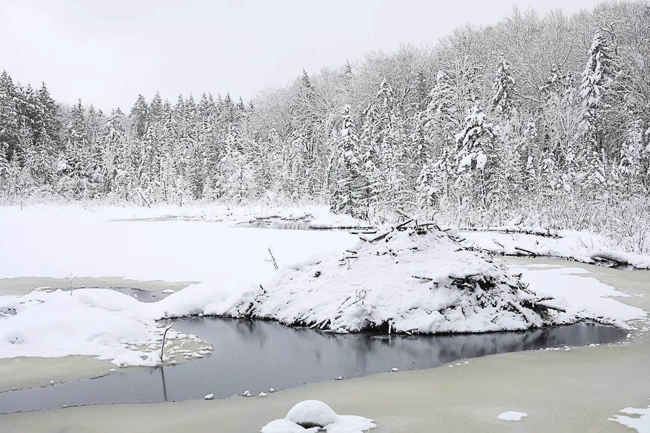 Beaver dam and snowy woods at Grass Pond.jpg
