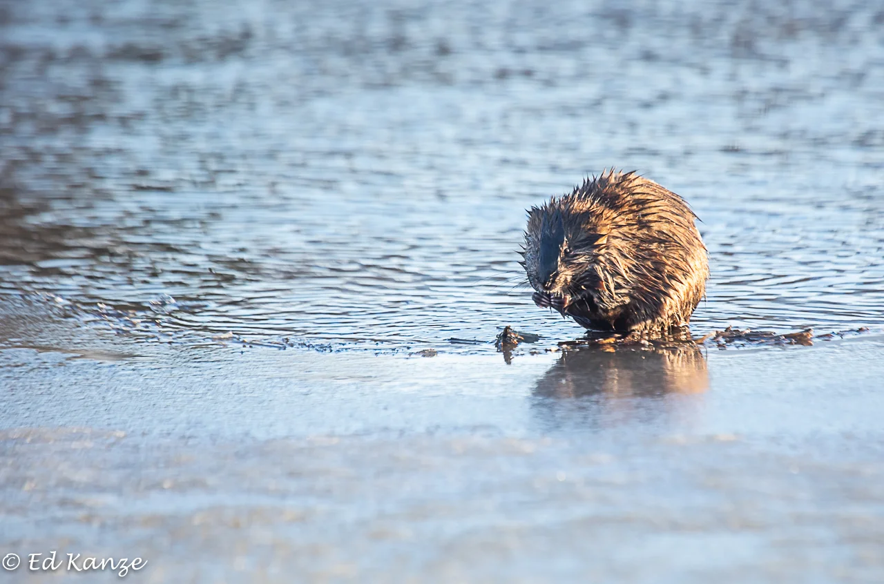 Muskrat nibbling.jpg